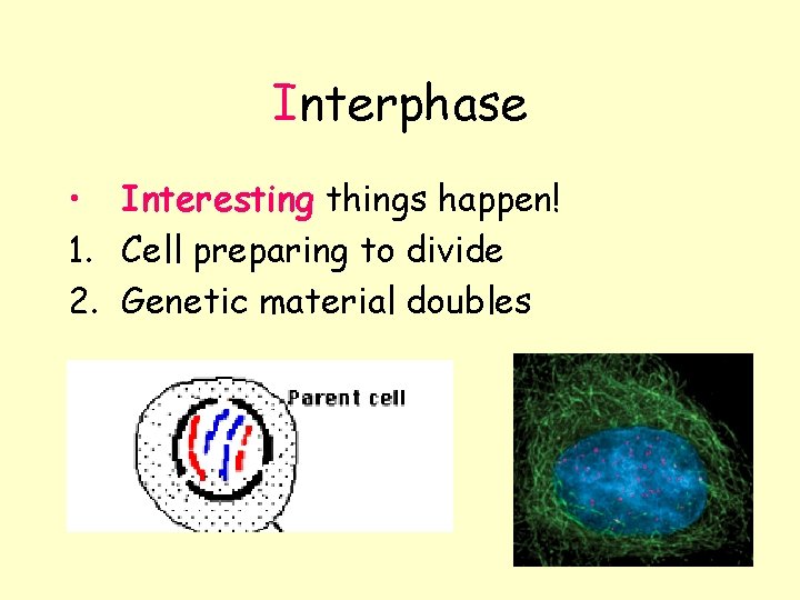 Interphase • Interesting things happen! 1. Cell preparing to divide 2. Genetic material doubles