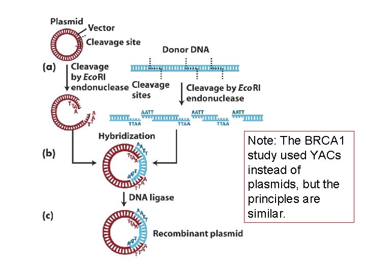 Note: The BRCA 1 study used YACs instead of plasmids, but the principles are