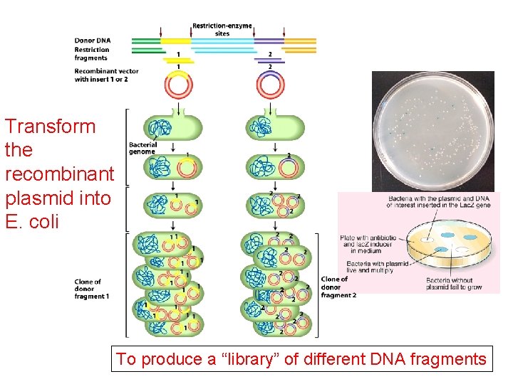 Transform the recombinant plasmid into E. coli To produce a “library” of different DNA