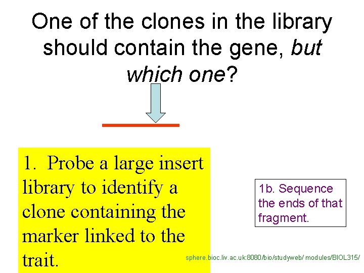 One of the clones in the library should contain the gene, but which one?