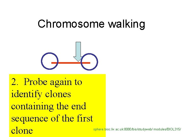 Chromosome walking 2. Probe again to identify clones containing the end sequence of the