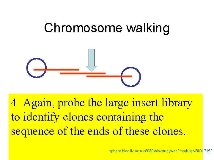 Chromosome walking 4 Again, probe the large insert library to identify clones containing the