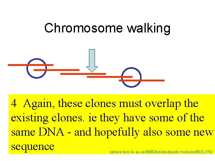 Chromosome walking 4 Again, these clones must overlap the existing clones. ie they have