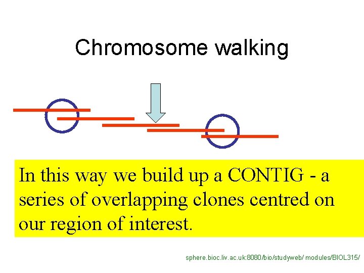 Chromosome walking In this way we build up a CONTIG - a series of