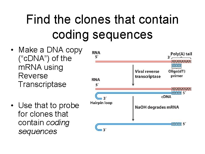 Find the clones that contain coding sequences • Make a DNA copy (“c. DNA”)