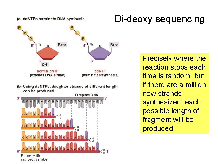 Di-deoxy sequencing Precisely where the reaction stops each time is random, but if there