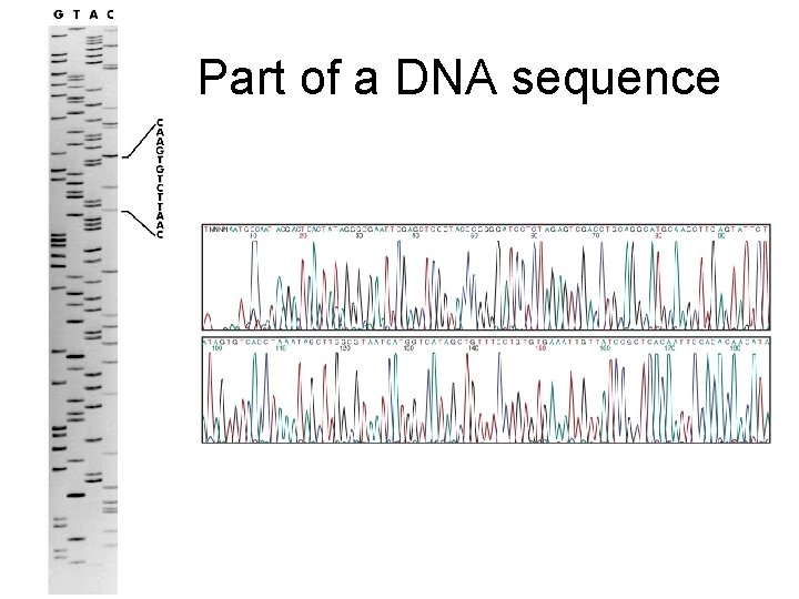 Part of a DNA sequence 