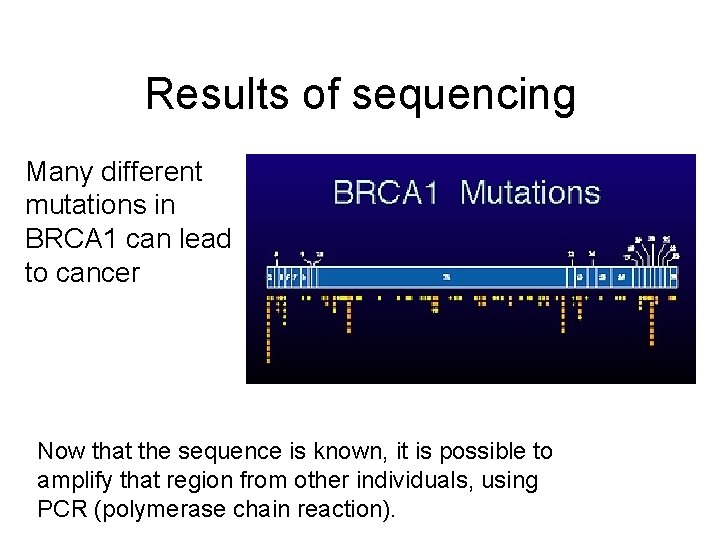 Results of sequencing Many different mutations in BRCA 1 can lead to cancer Now