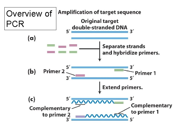 Overview of PCR 