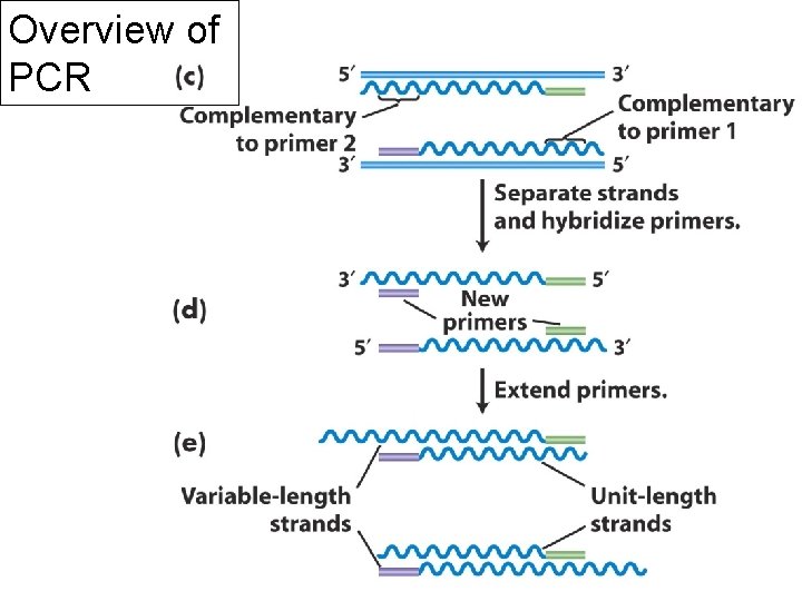 Overview of PCR 