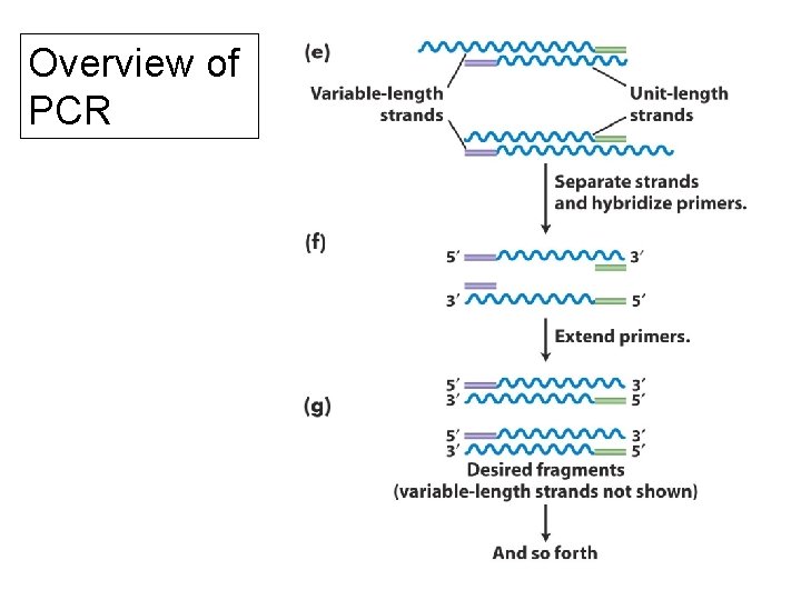 Overview of PCR 