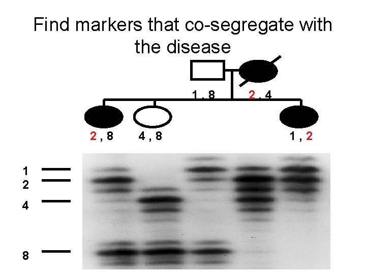 Find markers that co-segregate with the disease 1, 8 2, 8 1 2 4
