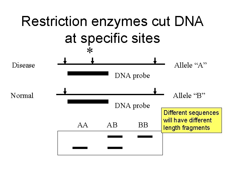 Restriction enzymes cut DNA at specific sites Disease * Allele “A” DNA probe Normal