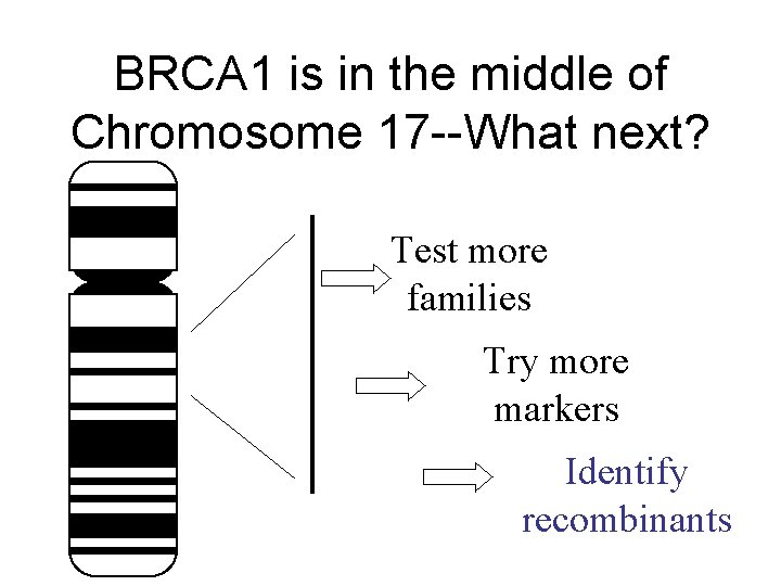 BRCA 1 is in the middle of Chromosome 17 --What next? Test more families