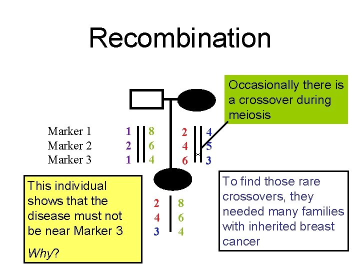 Recombination Occasionally there is a crossover during meiosis Marker 1 Marker 2 Marker 3
