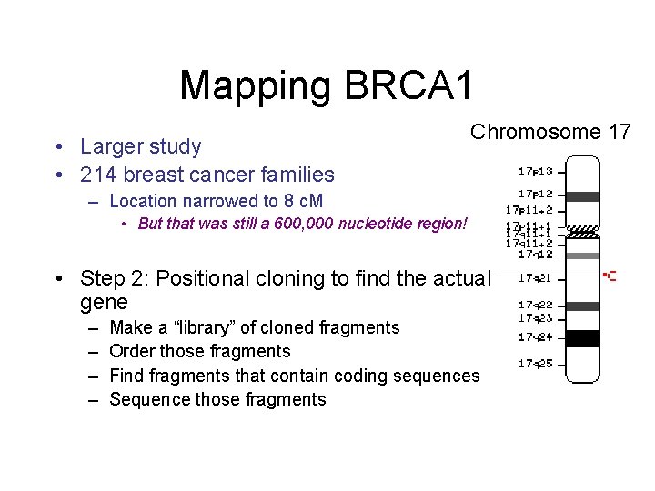 Mapping BRCA 1 • Larger study • 214 breast cancer families Chromosome 17 –
