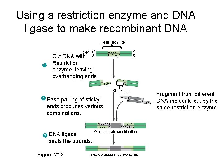 Using a restriction enzyme and DNA ligase to make recombinant DNA Restriction site DNA