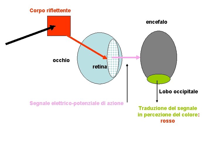 Corpo riflettente encefalo occhio retina Lobo occipitale Segnale elettrico-potenziale di azione Traduzione del segnale