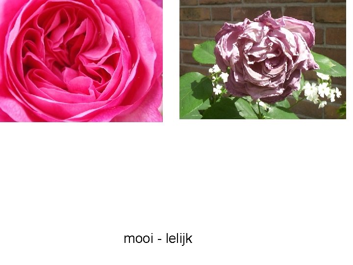 mooi - lelijk 