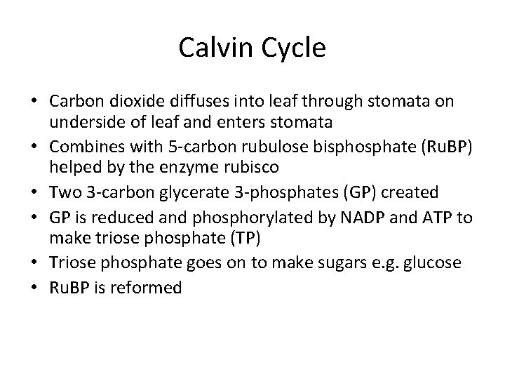 Calvin Cycle • Carbon dioxide diffuses into leaf through stomata on underside of leaf