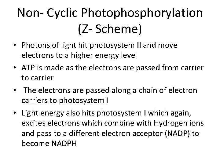 Non- Cyclic Photophosphorylation (Z- Scheme) • Photons of light hit photosystem II and move