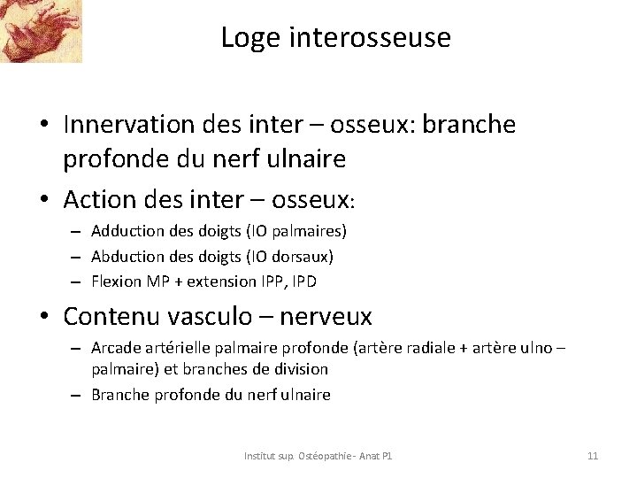 Loge interosseuse • Innervation des inter – osseux: branche profonde du nerf ulnaire •