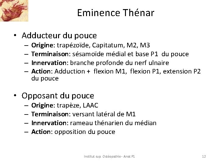Eminence Thénar • Adducteur du pouce – – Origine: trapézoïde, Capitatum, M 2, M