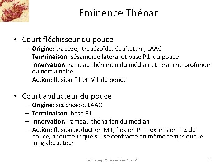 Eminence Thénar • Court fléchisseur du pouce – Origine: trapèze, trapézoïde, Capitatum, LAAC –