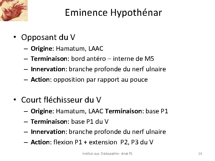 Eminence Hypothénar • Opposant du V – – Origine: Hamatum, LAAC Terminaison: bord antéro