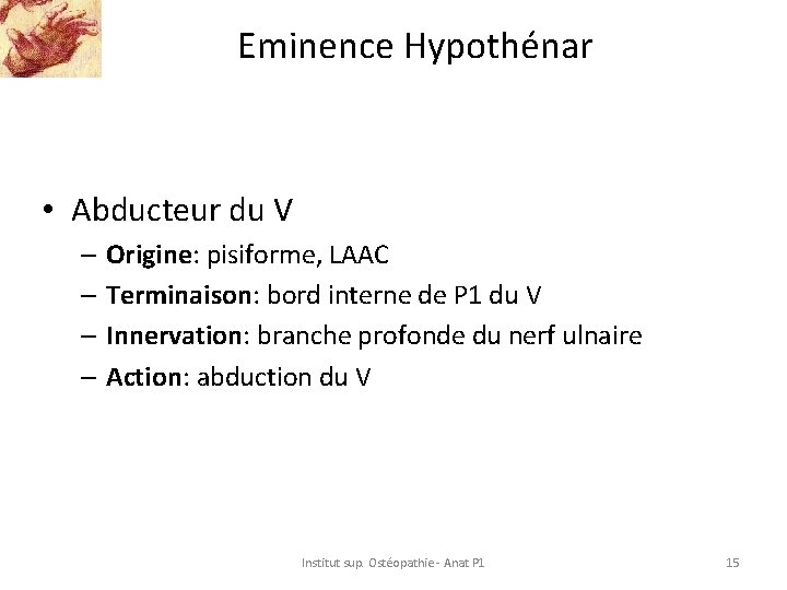 Eminence Hypothénar • Abducteur du V – Origine: pisiforme, LAAC – Terminaison: bord interne