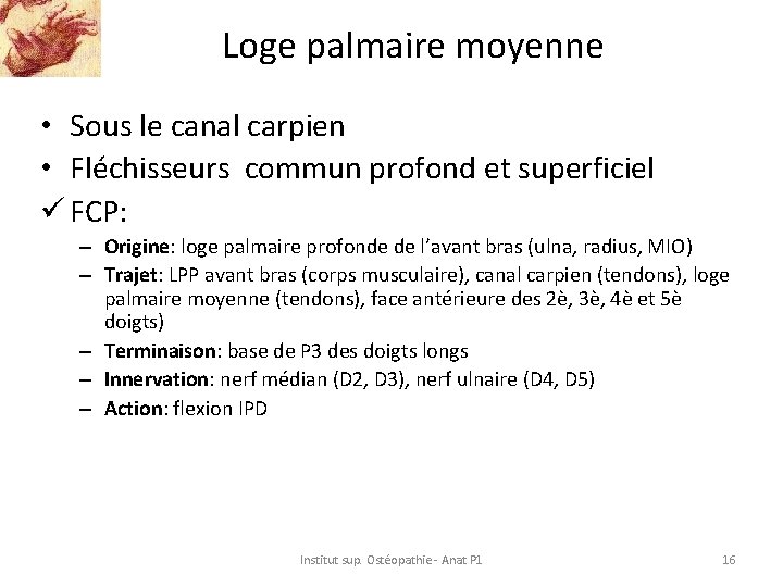 Loge palmaire moyenne • Sous le canal carpien • Fléchisseurs commun profond et superficiel