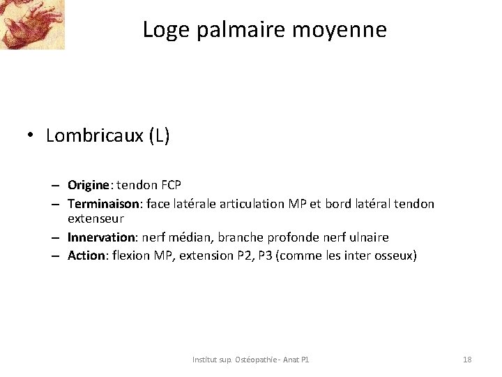 Loge palmaire moyenne • Lombricaux (L) – Origine: tendon FCP – Terminaison: face latérale