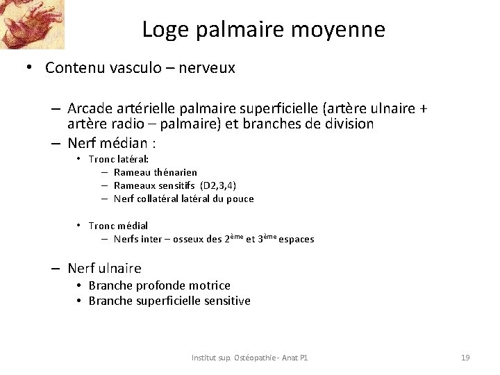 Loge palmaire moyenne • Contenu vasculo – nerveux – Arcade artérielle palmaire superficielle (artère