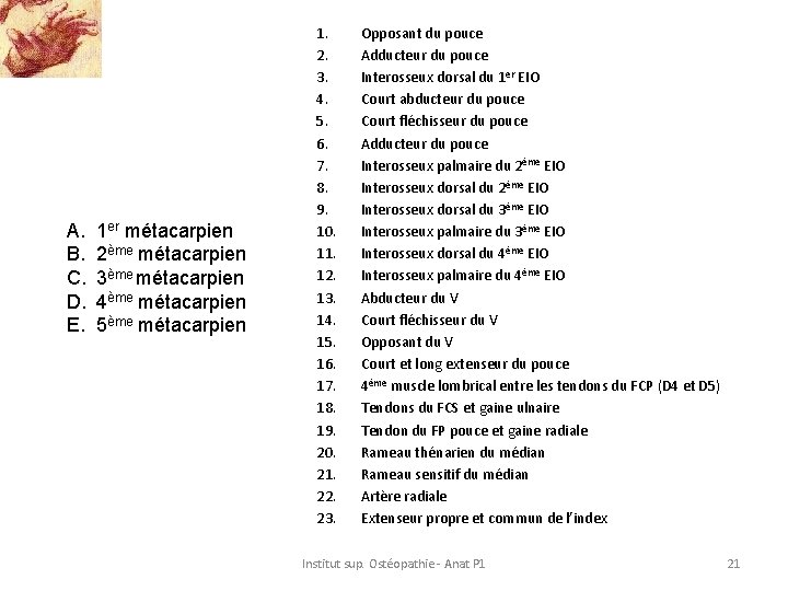 A. B. C. D. E. 1 er métacarpien 2ème métacarpien 3ème métacarpien 4ème métacarpien