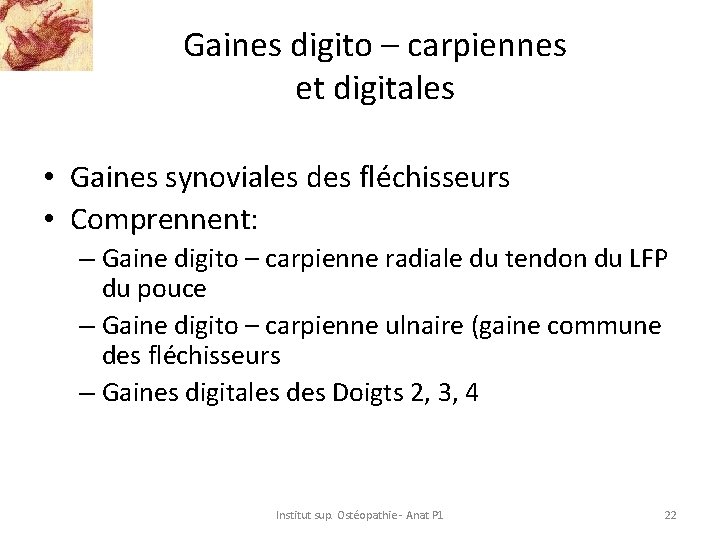 Gaines digito – carpiennes et digitales • Gaines synoviales des fléchisseurs • Comprennent: –