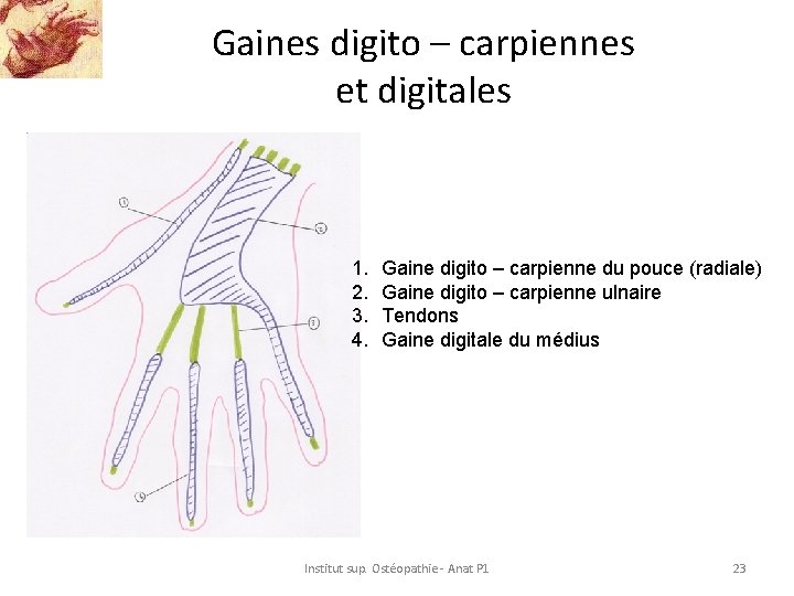 Gaines digito – carpiennes et digitales 1. 2. 3. 4. Gaine digito – carpienne