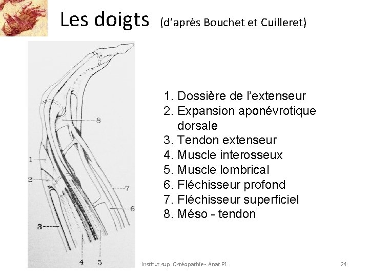 Les doigts (d’après Bouchet et Cuilleret) 1. Dossière de l’extenseur 2. Expansion aponévrotique dorsale