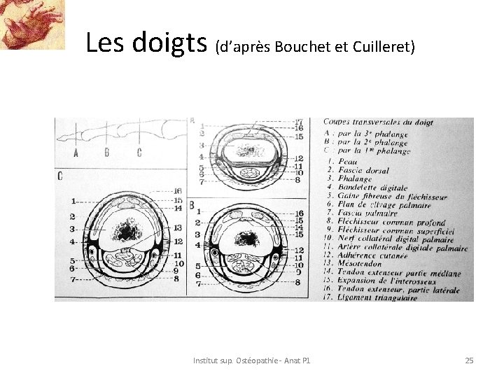 Les doigts (d’après Bouchet et Cuilleret) Institut sup. Ostéopathie - Anat P 1 25