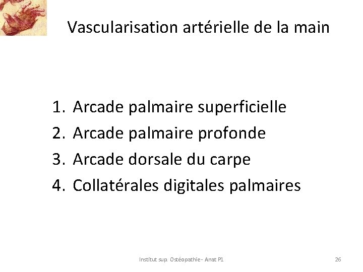 Vascularisation artérielle de la main 1. 2. 3. 4. Arcade palmaire superficielle Arcade palmaire