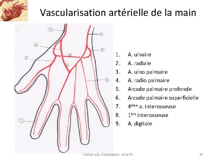 Vascularisation artérielle de la main 1. 2. 3. 4. 5. 6. 7. 8. 9.