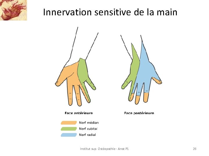 Innervation sensitive de la main Institut sup. Ostéopathie - Anat P 1 28 