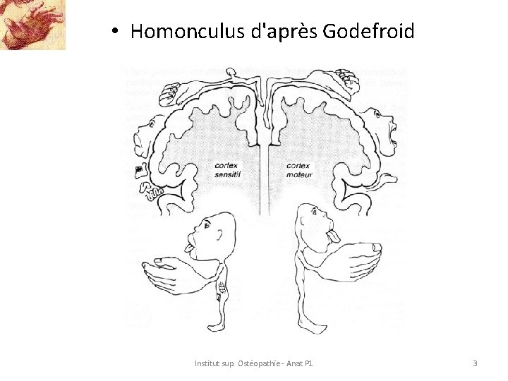  • Homonculus d'après Godefroid Institut sup. Ostéopathie - Anat P 1 3 