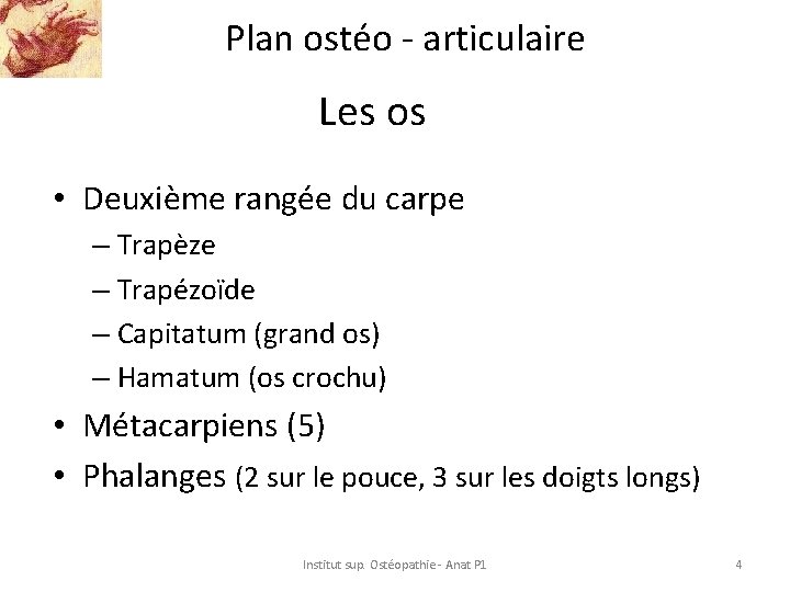 Plan ostéo - articulaire Les os • Deuxième rangée du carpe – Trapèze –