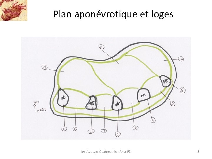 Plan aponévrotique et loges Institut sup. Ostéopathie - Anat P 1 8 