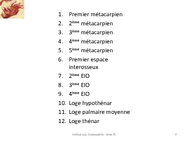 1. 2. 3. 4. 5. 6. 7. 8. 9. 10. 11. 12. Premier métacarpien