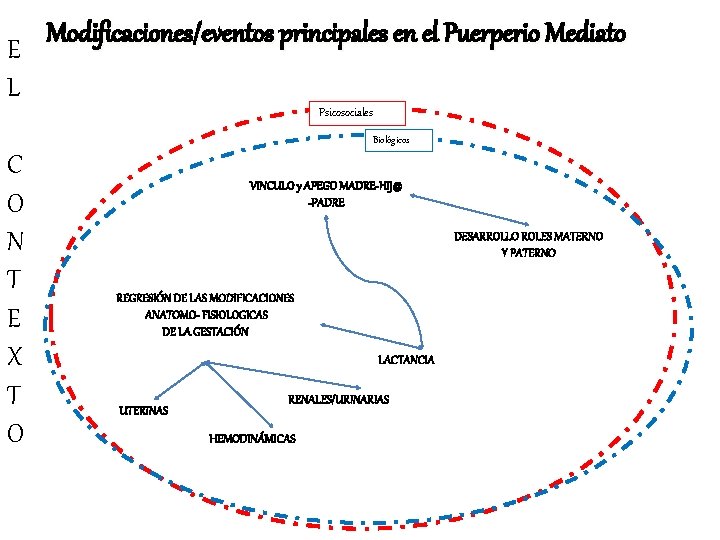 Modificaciones/eventos principales en el Puerperio Mediato E L Psicosociales Biológicos C O N T