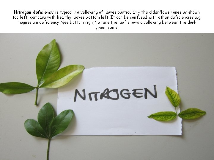 Nitrogen deficiency is typically a yellowing of leaves particularly the older/lower ones as shown