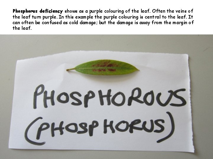 Phosphorus deficiency shows as a purple colouring of the leaf. Often the veins of