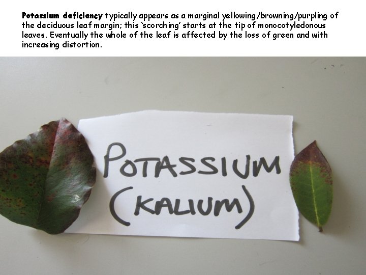 Potassium deficiency typically appears as a marginal yellowing/browning/purpling of the deciduous leaf margin; this