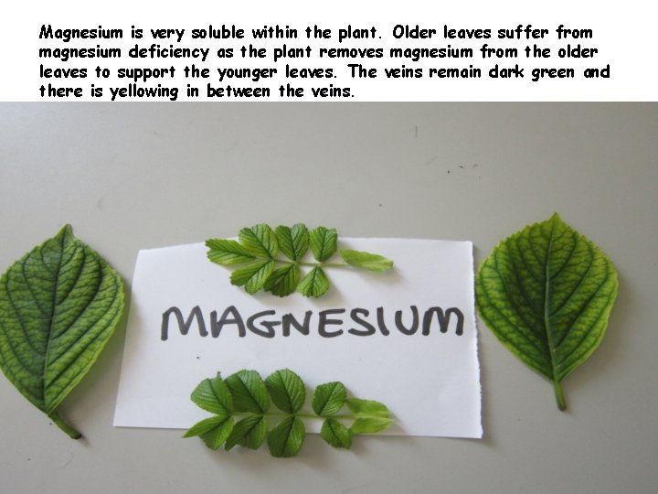 Magnesium is very soluble within the plant. Older leaves suffer from magnesium deficiency as